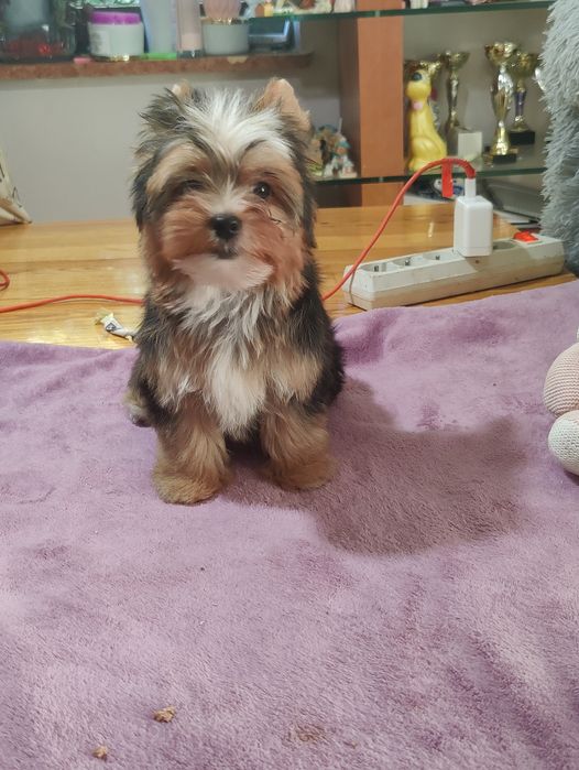 BLAISE piękny piesek Yorkshire terrier