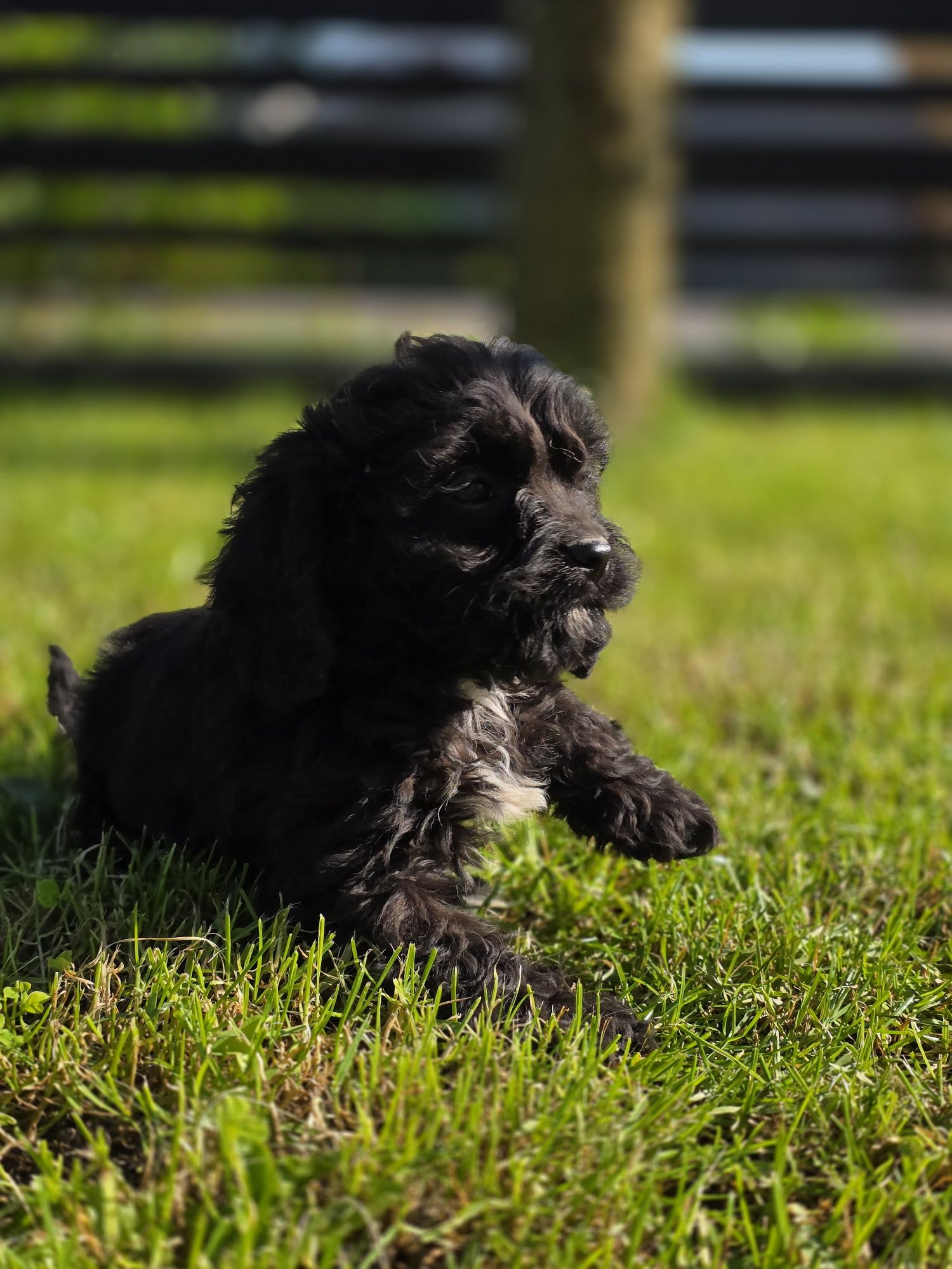 Cavapoo f1b czarny  piesek