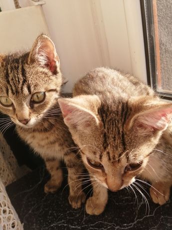 Dwa kociaki szukają domu
