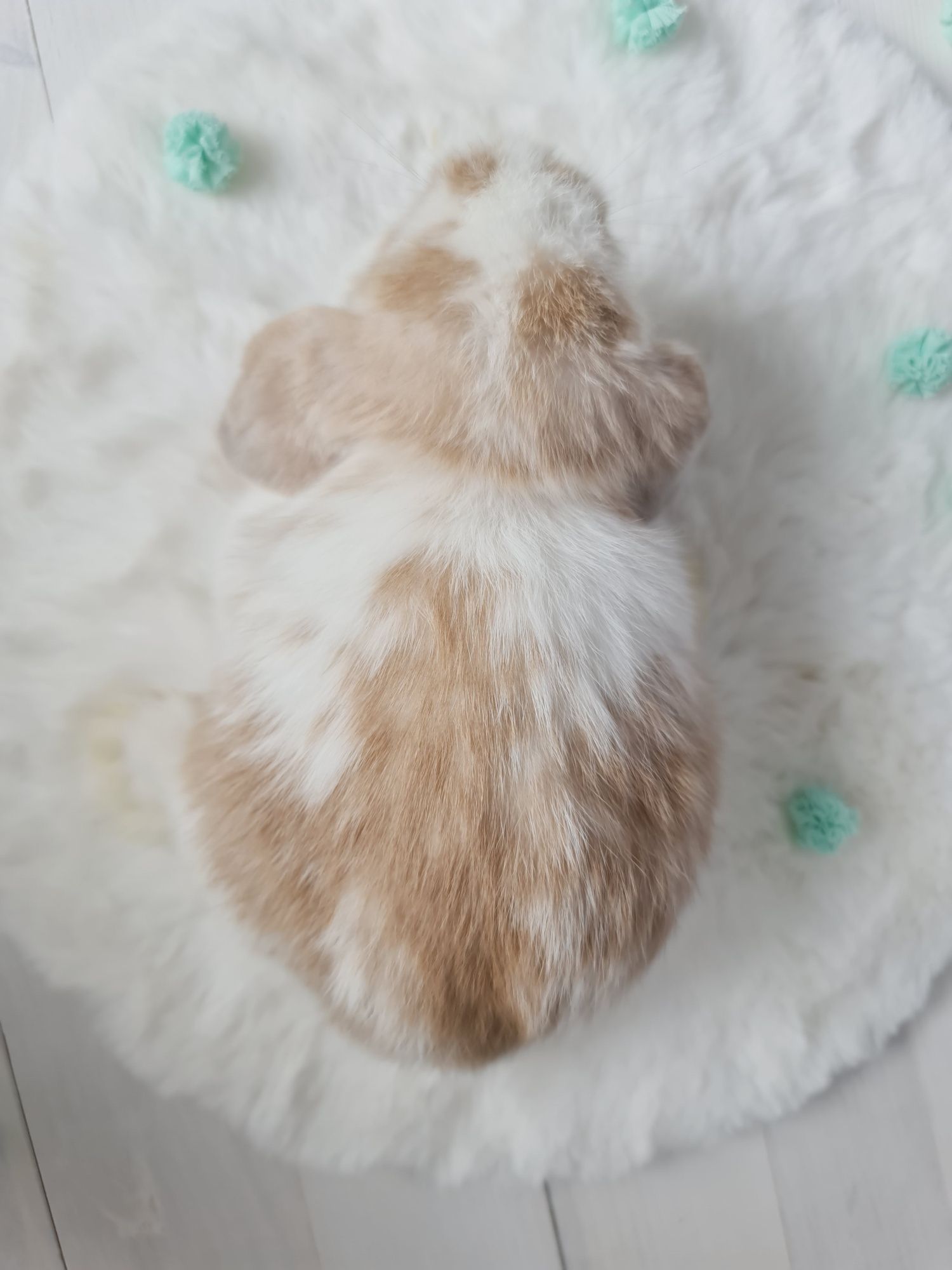 Mini lop królik króliczek miniaturka hodowla czip