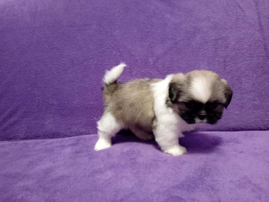 Shih tzu suczka tricolor z rodowodem