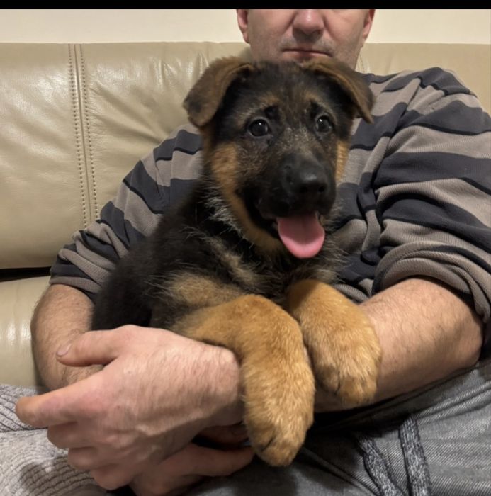 Szczeniak Owczarek Niemiecki Krótkowłosy FCI