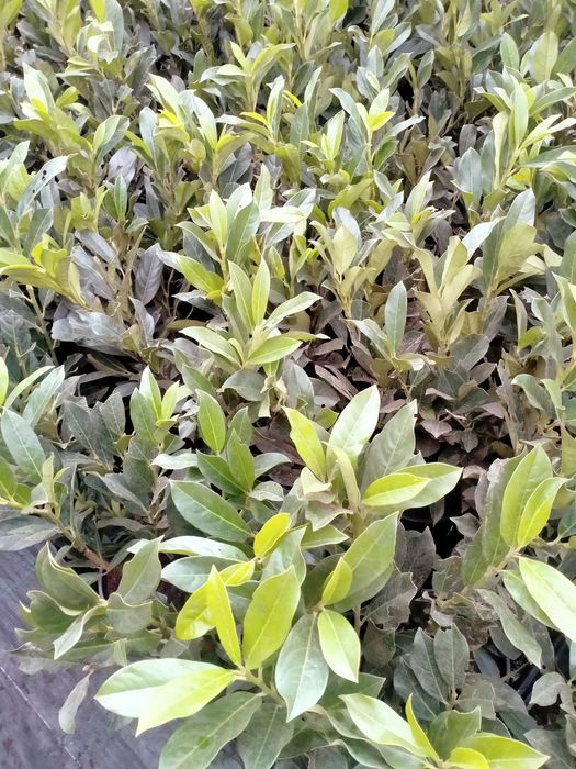 Laurowiśnia odmiana Elly