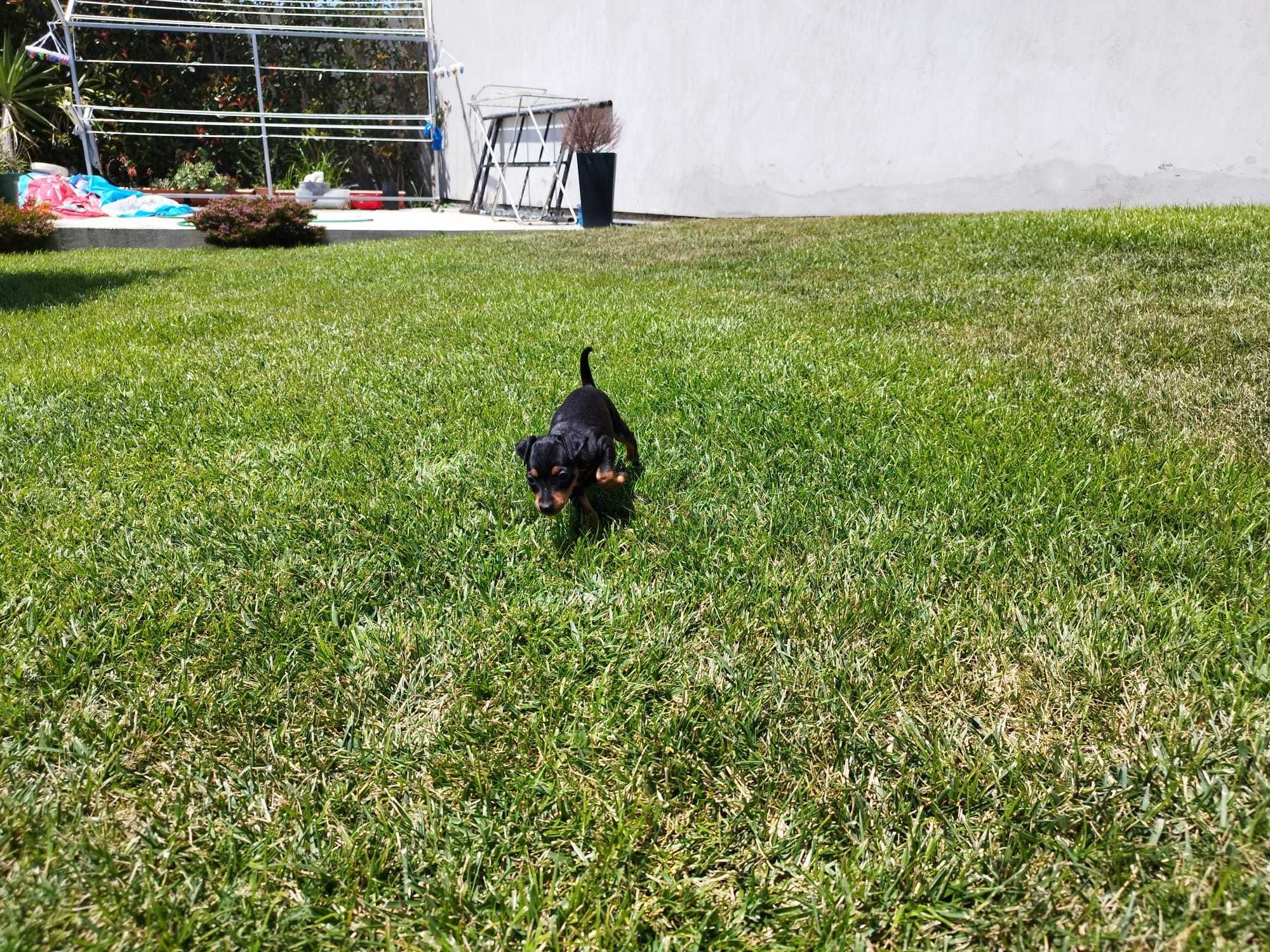 cao pequeno muito bonito