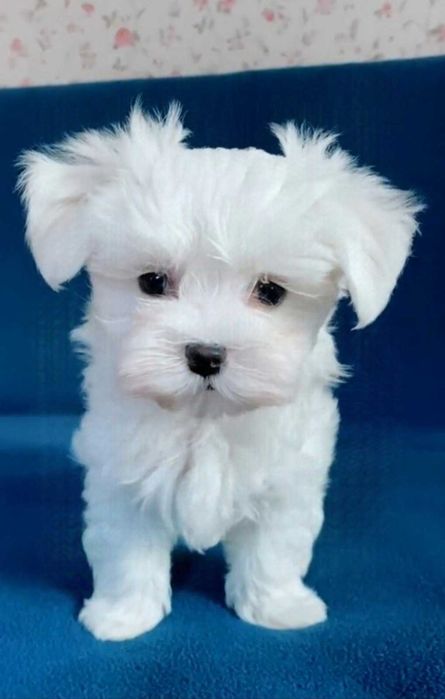 хлопчики  мальтезе КСУ