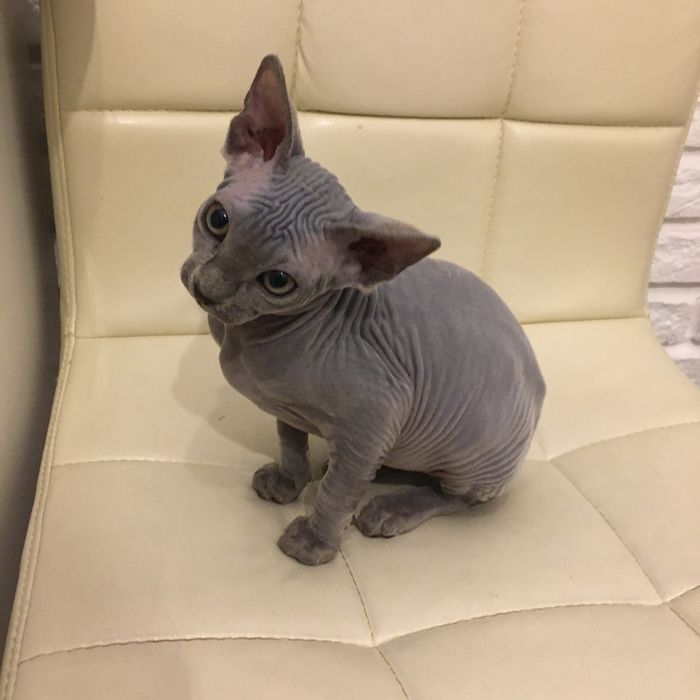 Канадский сфинкс , голубой ,черний окрасы