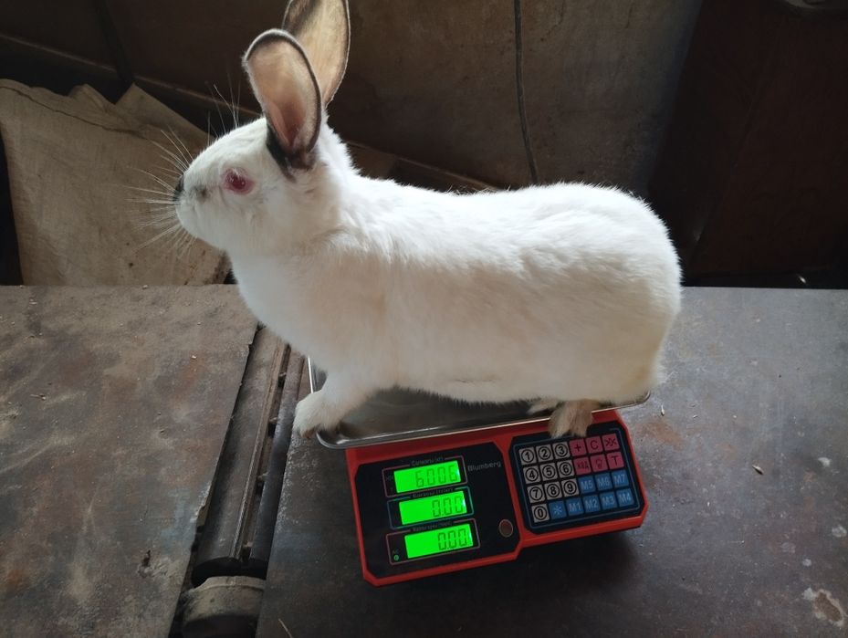 Кролі кролики на плем'я