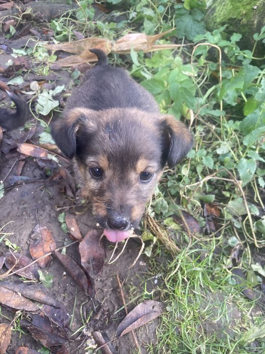 4 дівчинки шукають сімʼю безкоштовно