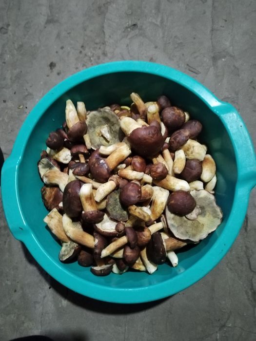 Срочно продам грибы