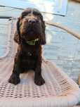 Cocker spaniel angielski Piesek