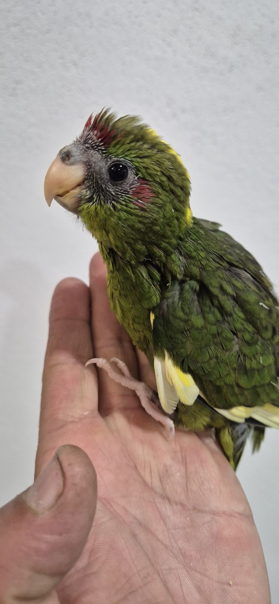 Kakariki macho criado a mão