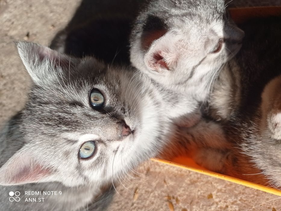 Kotki oddam oswojone