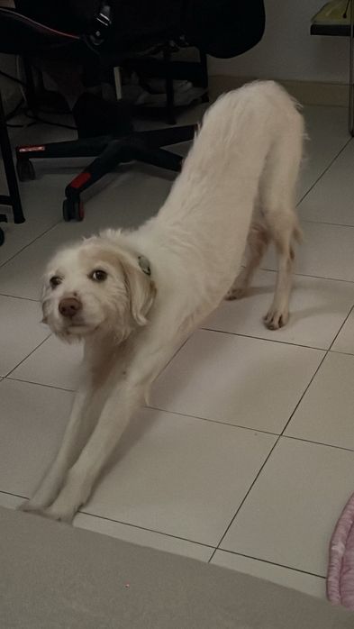 Cão para adopção responsavel