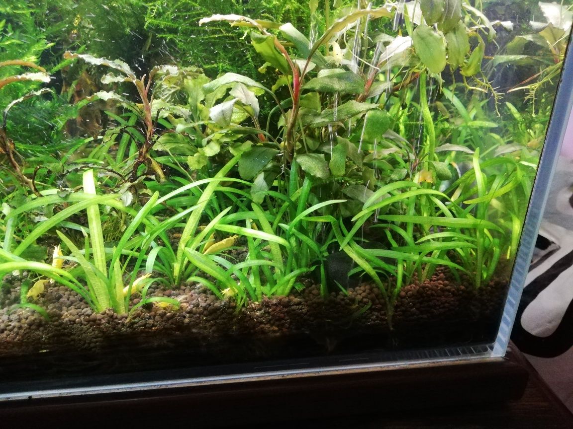 Trawka helanthium tenellum rosliny do akwarium
