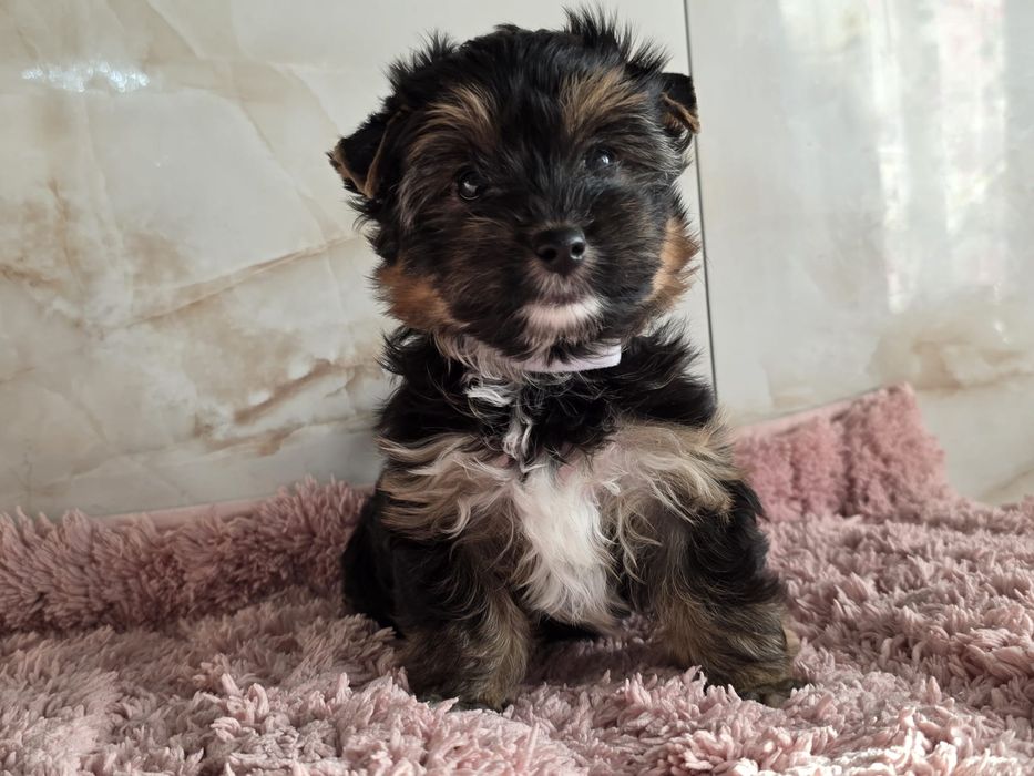 Piesek Yorkshire Terrier