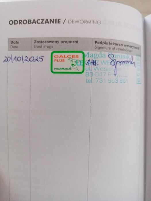 Czarny szczeniak, samiec szuka domu.