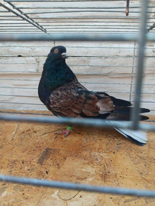 Gołębie mikołajewskie kirowogradzkie