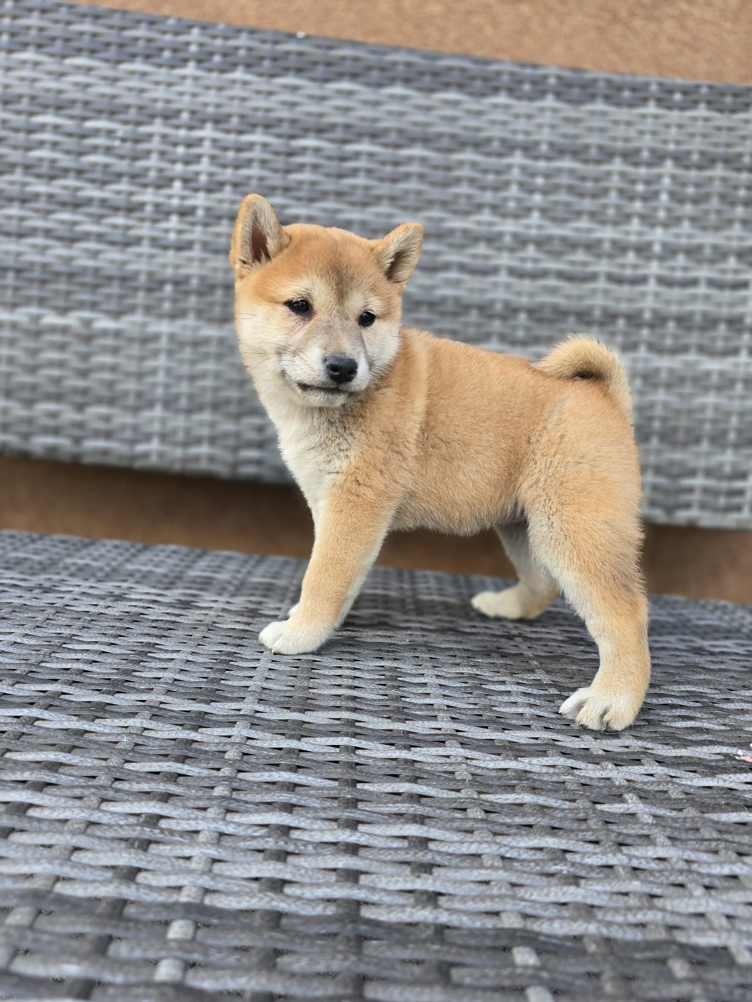 SHIBA INU suczka dwumiesięczna szczenięta piesek