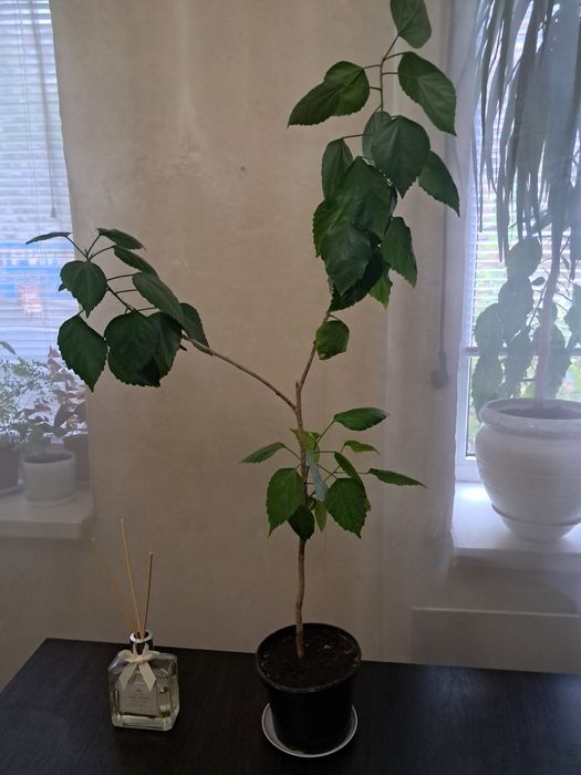 Гибискус розовый комнатный