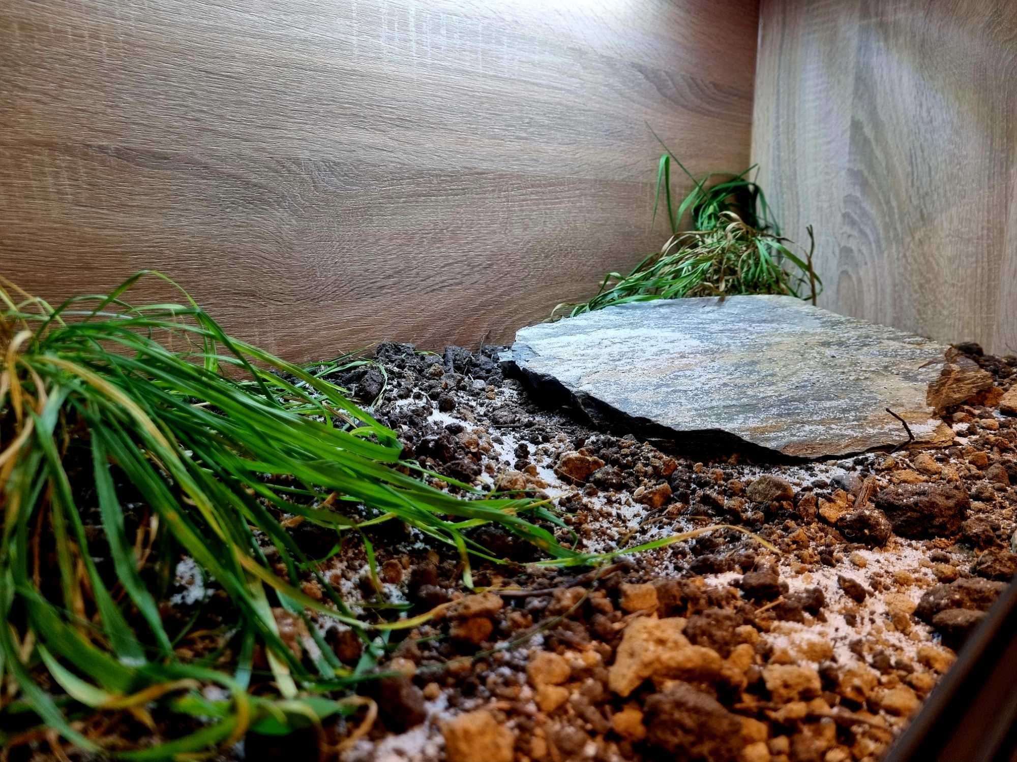 Terrarium 100x50x50 żółw grecki stepowy lądowy