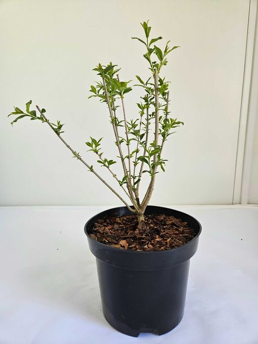 Ligustr (Ligustrum )