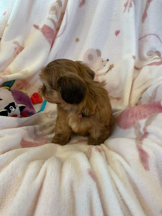 Shih tzu Salonowe suczki