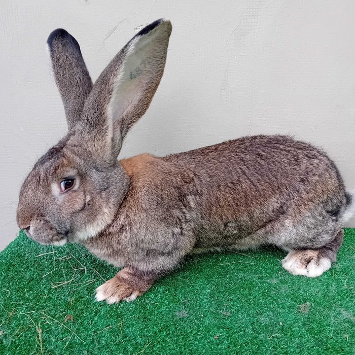 Belgijski olbrzym szary samiec