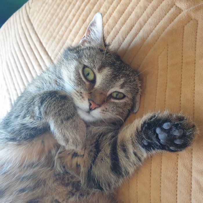 Koko szuka kochającego domku! Stowarzyszenie Częstochowa dla Zwierząt