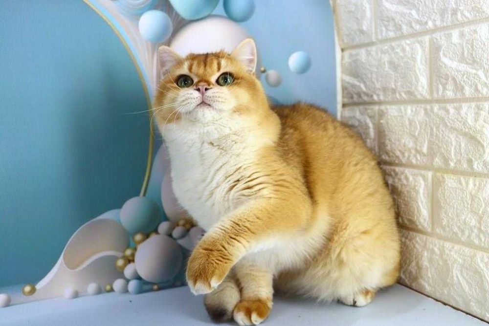 Харизматична британська киця-золота шиншила-смарагдові очі