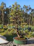 Bonsai PICEA glauca 'Conica'