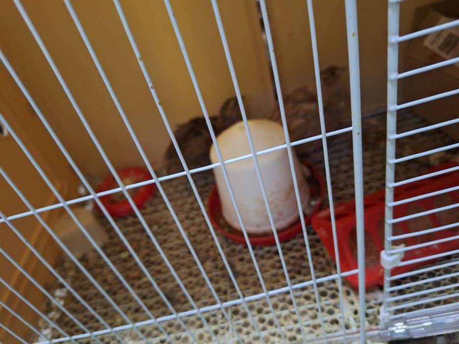 Dwie przepiorki za darmo