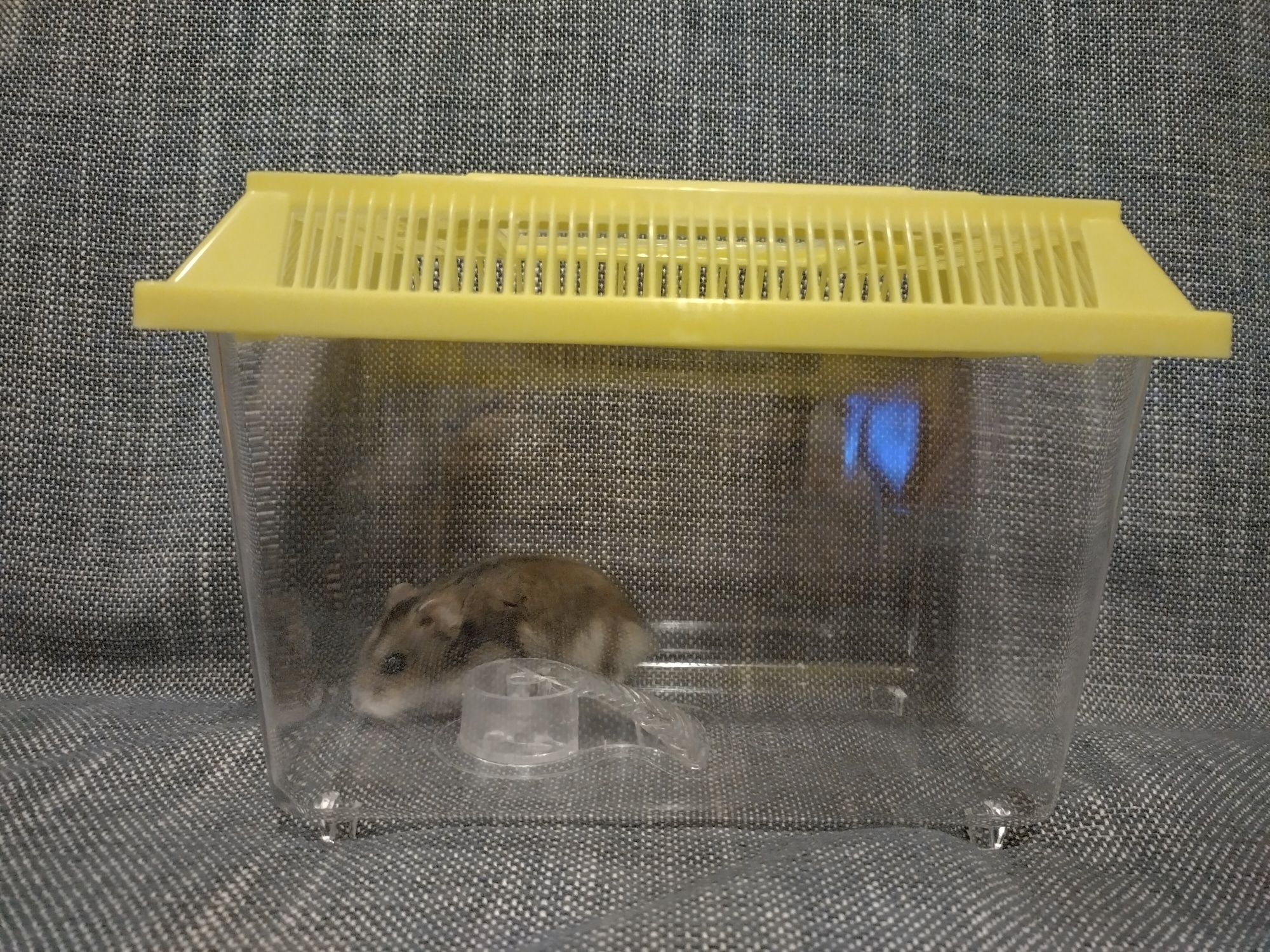 Akwarium transport
