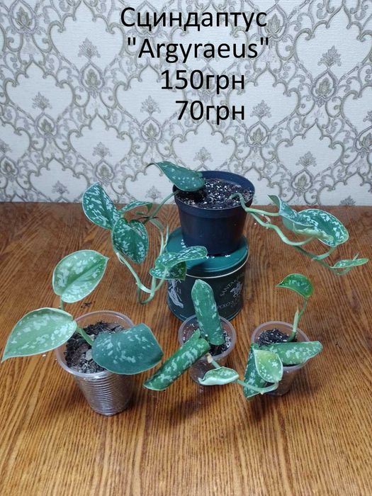 Сциндапсуси, єпіпремнуми.