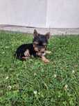 Yorkshire Terrier XXXXS Księżniczka!!! Gotowa do odbioru