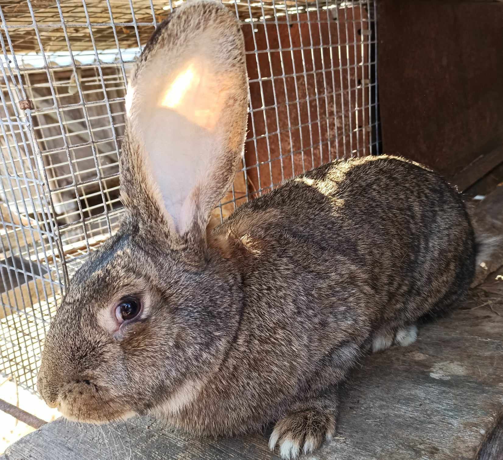 Бельгійський Фландр