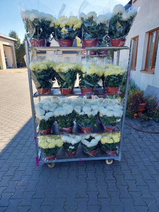 Chryzantemy grubo kwiatowe