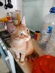Gato Júnior 6 meses