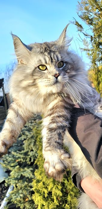 Мейн кун червоне золото хлопчик