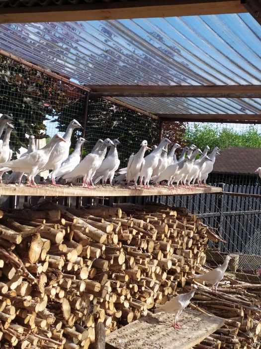 Gołębie srebrniaki