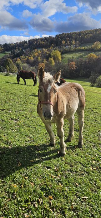 Ogierek Zimnokrwisty