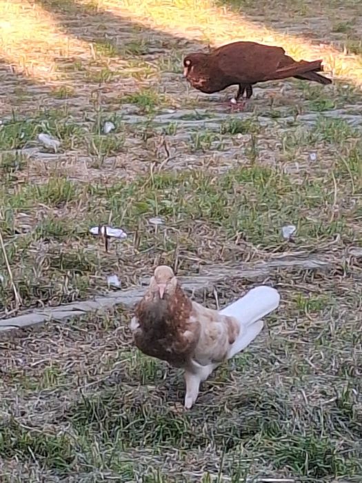 Stawaki polskie samiec rudy