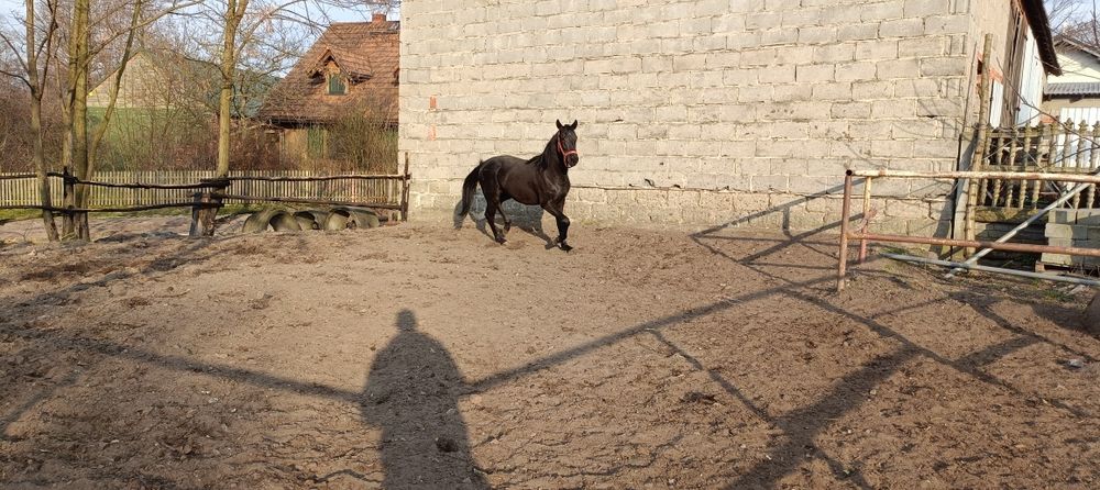 Sprzedam ogiera 3 latka