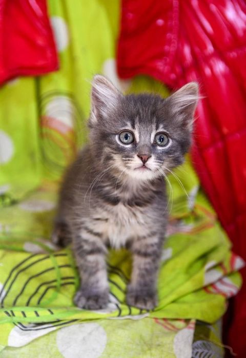 Отдам даром в добрые руки котят