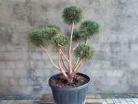 Sosna pospolita formowana 092 NIWAKI, BONSAI OGRODOWE, Topiary
