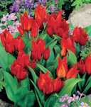 Tulipany botaniczne Van Tubergen's Variety 50 cebulek za 45 zł
