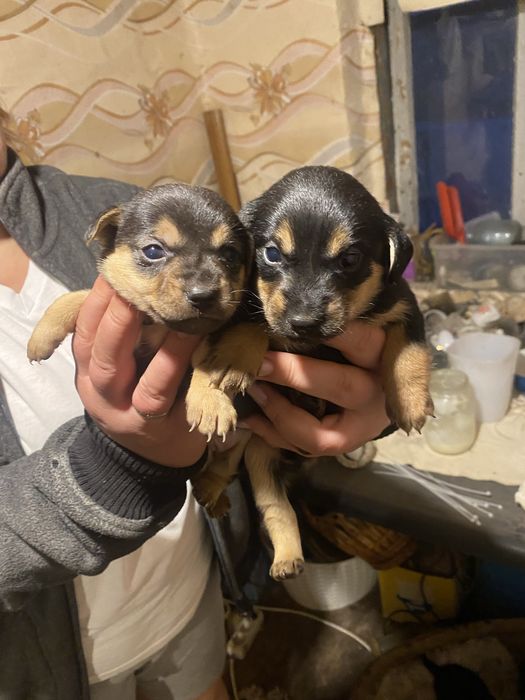 Собачки , песики