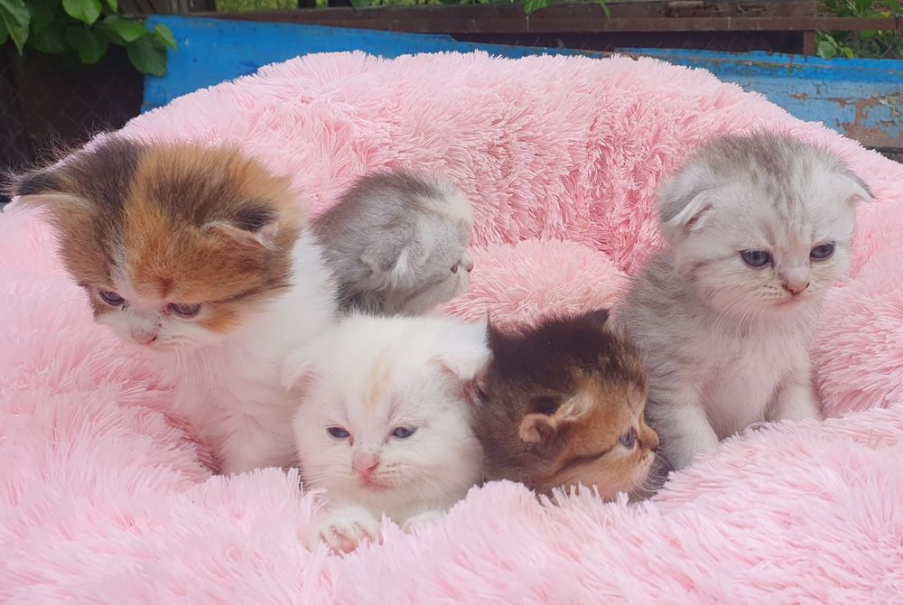 Кошечки Шотланцы прямоушки и вислоушки