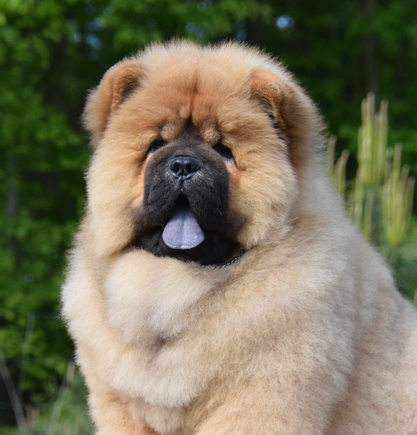 CHOW CHOW  piesek