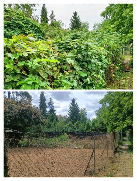 Czyszczenie działek Wycinka drzew