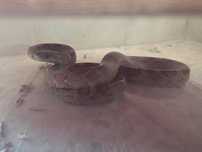 Casal cobras do milho
